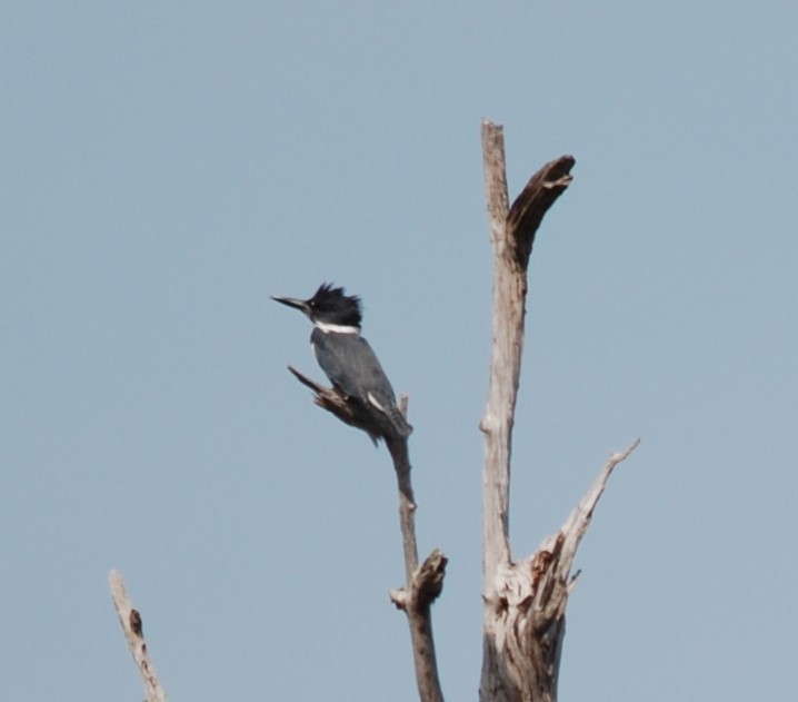 Belted Kingfisher - ML185588261
