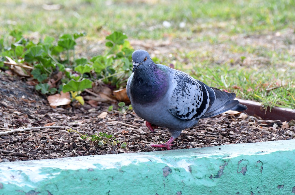 Rock Pigeon (Feral Pigeon) - Charles Hundertmark