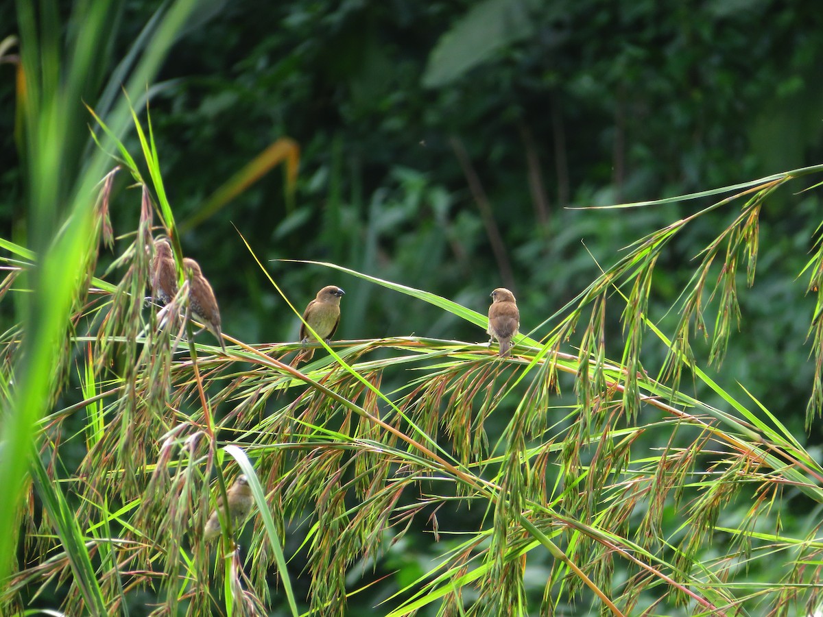 Scaly-breasted Munia - ML185594781