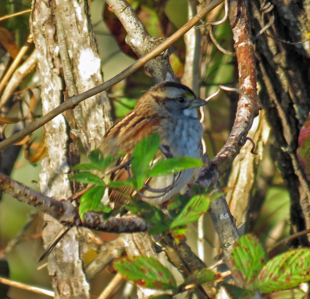 White-throated Sparrow - ML185596081