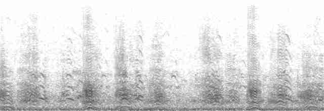Сула білочерева (підвид brewsteri) - ML185597