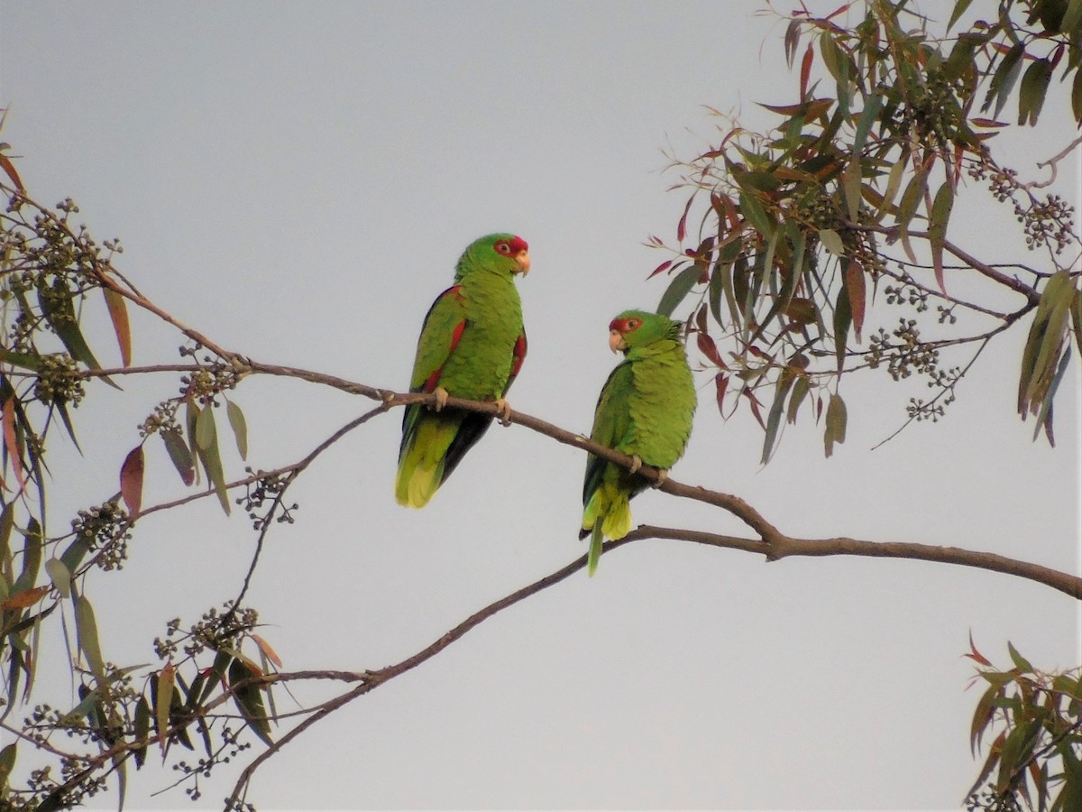 Red-spectacled Parrot - ML185598091