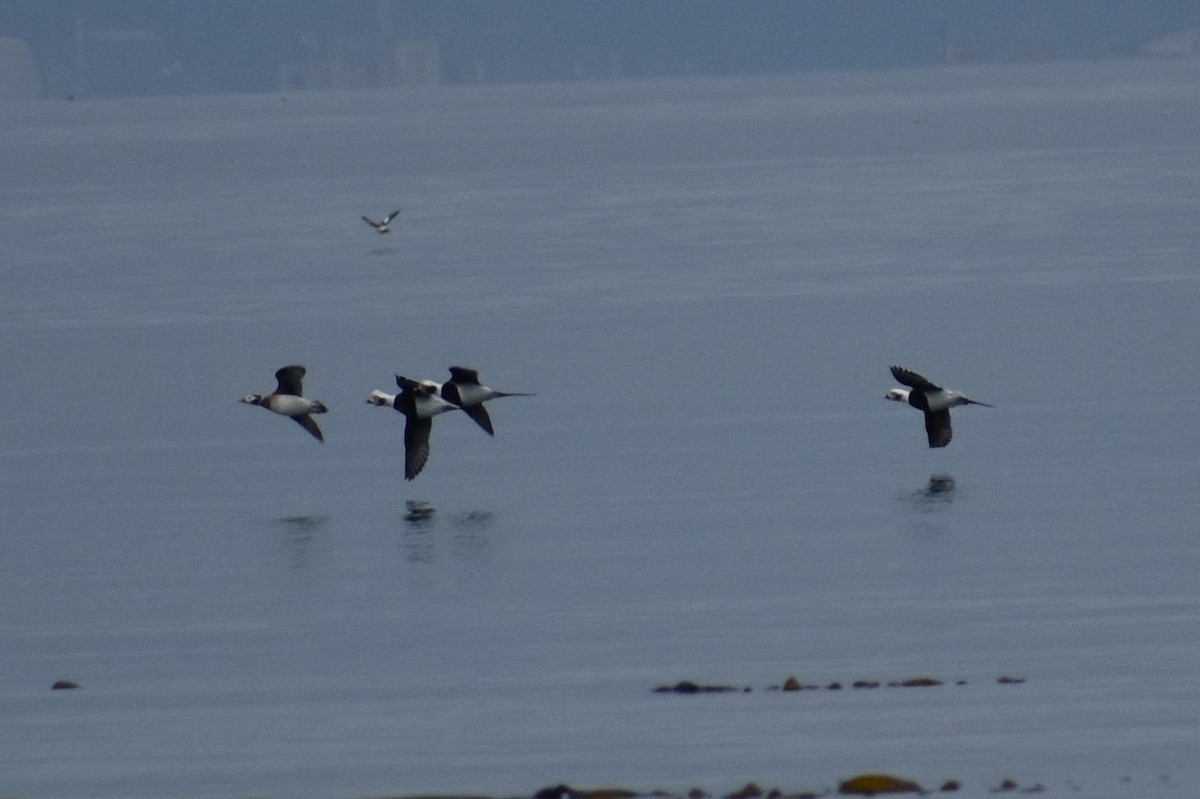 Long-tailed Duck - ML185606861