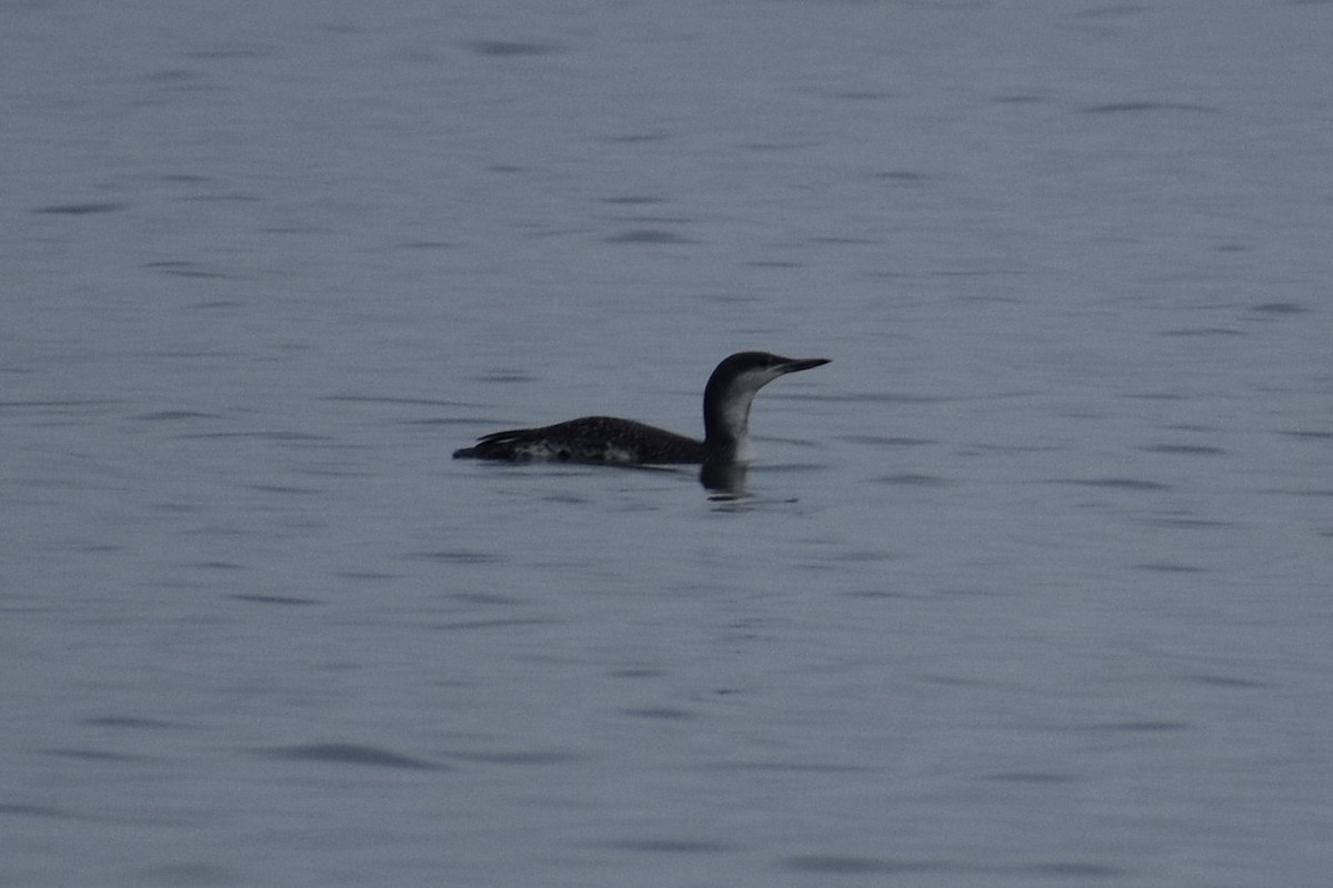 Red-throated Loon - ML185607211
