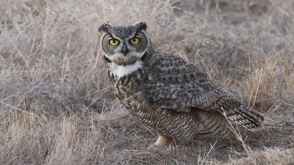 Great Horned Owl - ML185607681