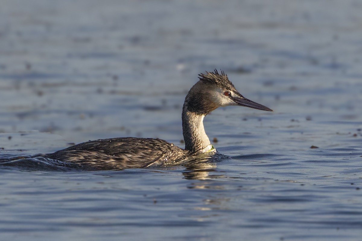 Great Crested Grebe - ML185611691