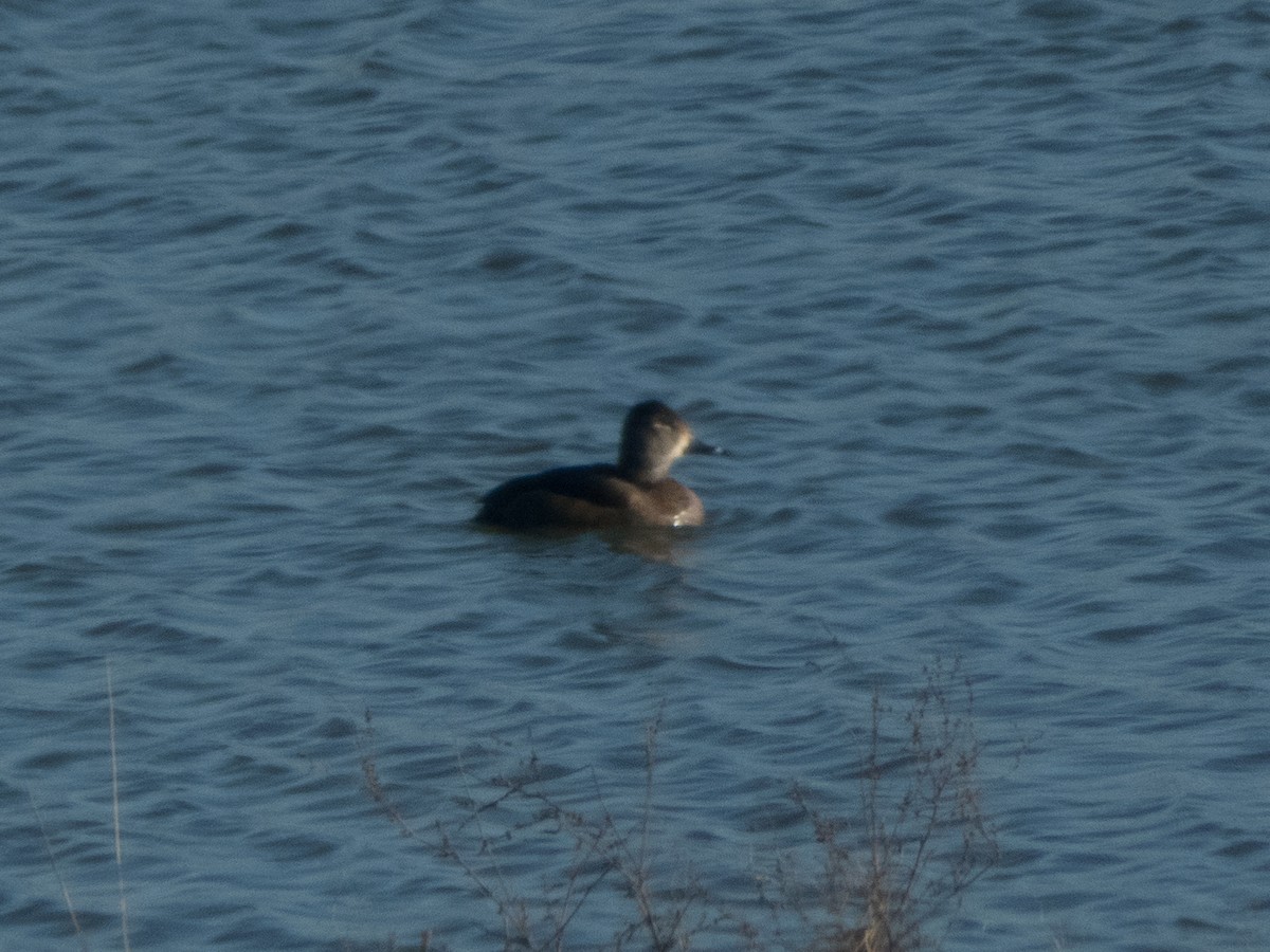 Ring-necked Duck - ML185613441