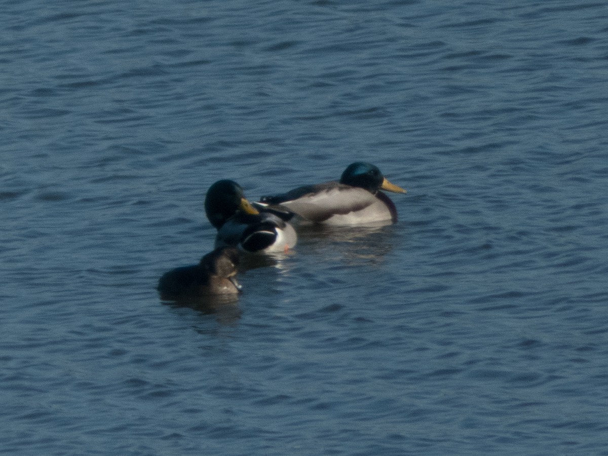 Ring-necked Duck - ML185613451