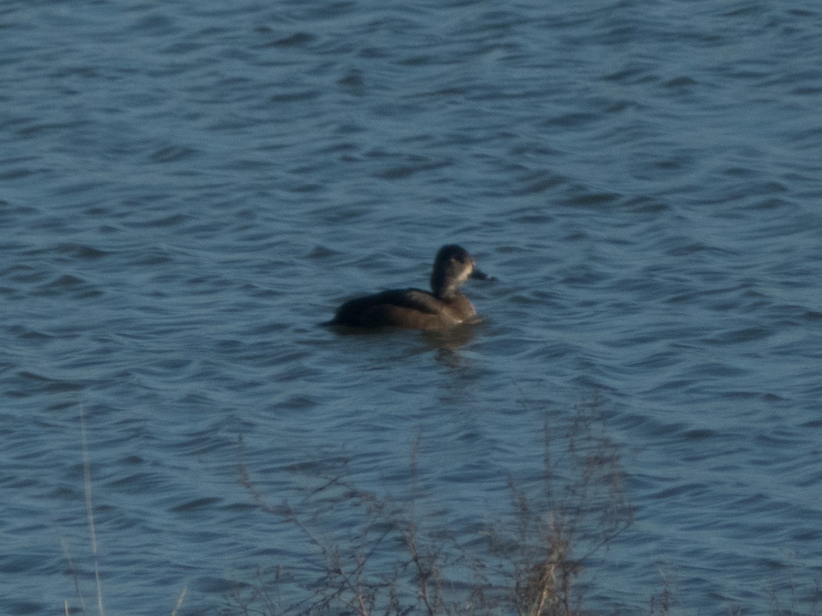 Ring-necked Duck - ML185613471