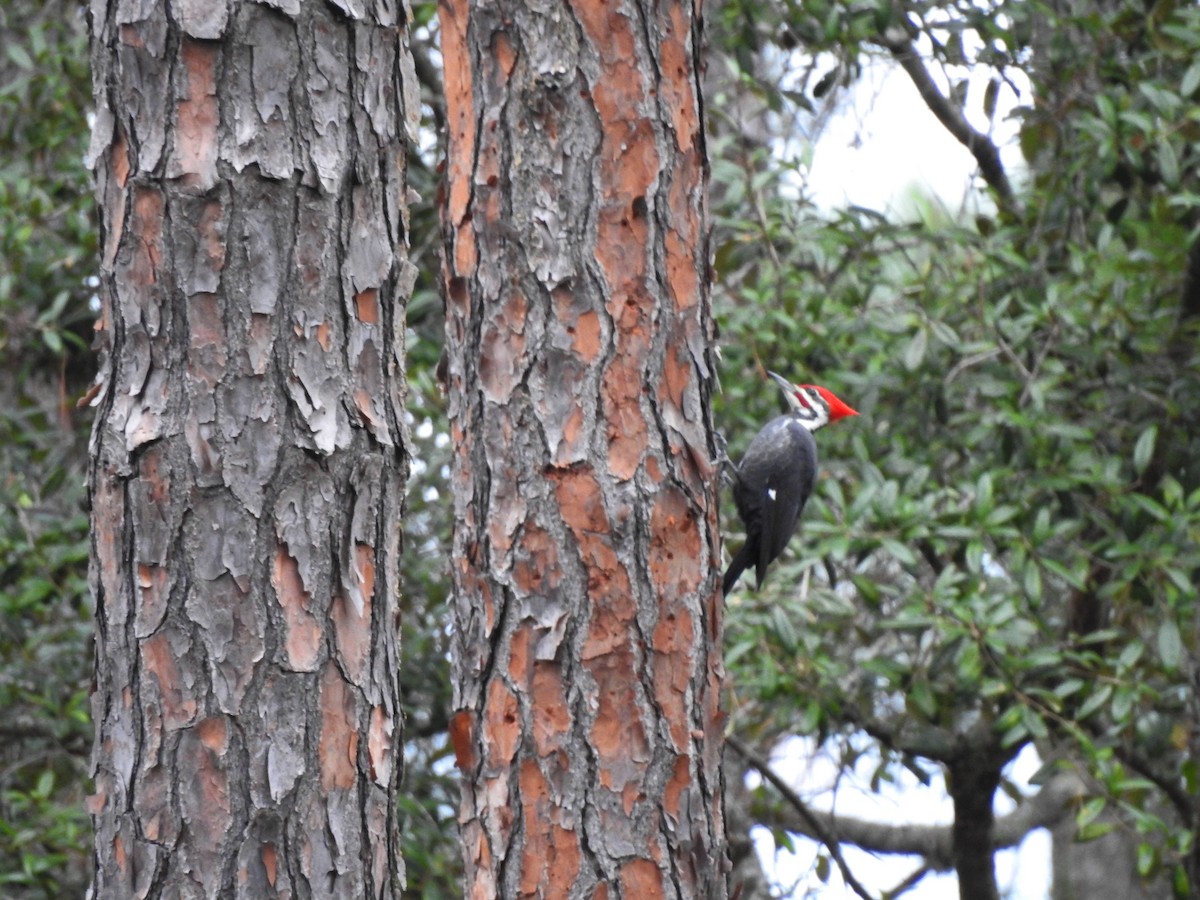 Pileated Woodpecker - ML185623541