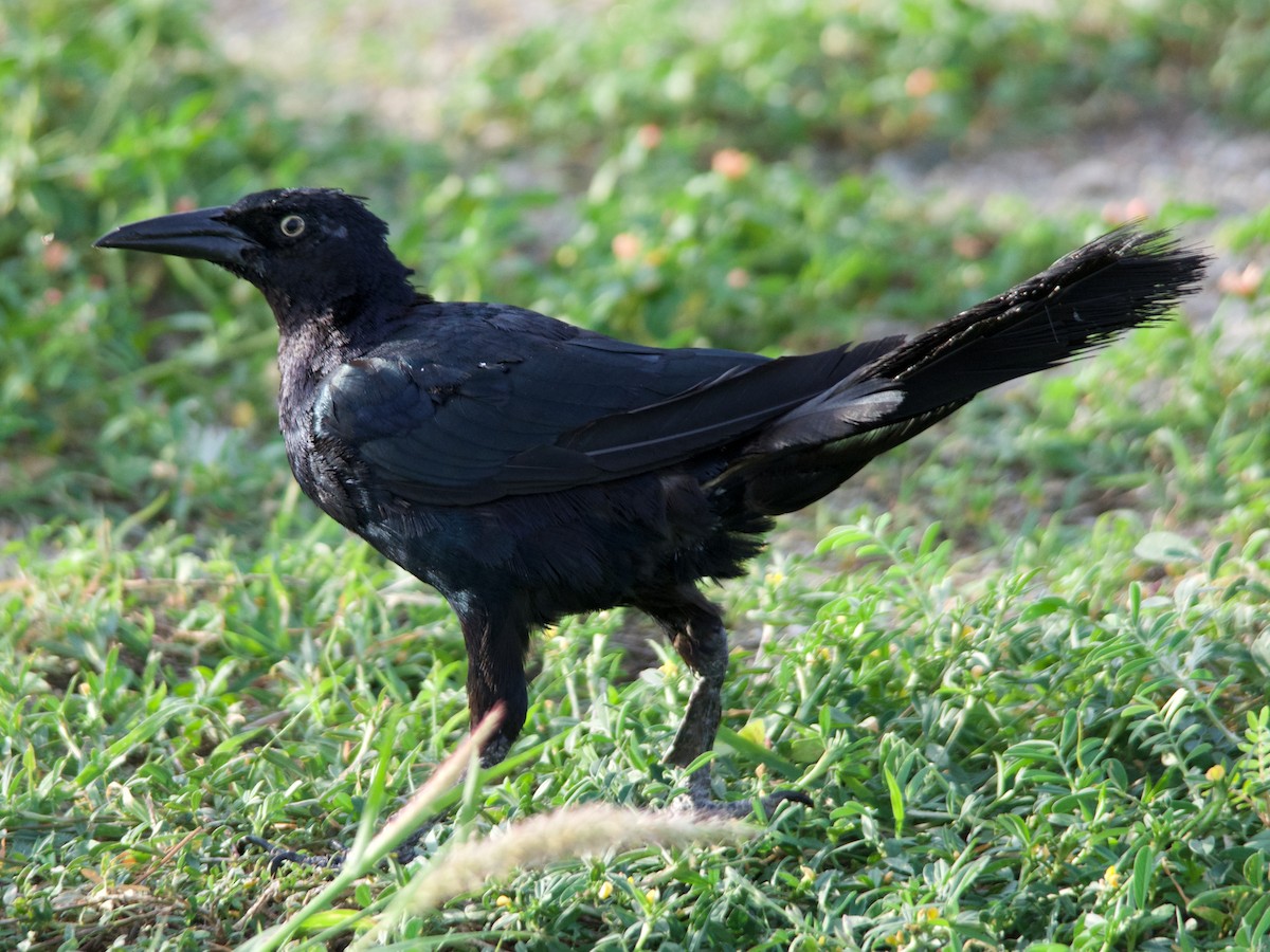 Great-tailed Grackle - ML185625011