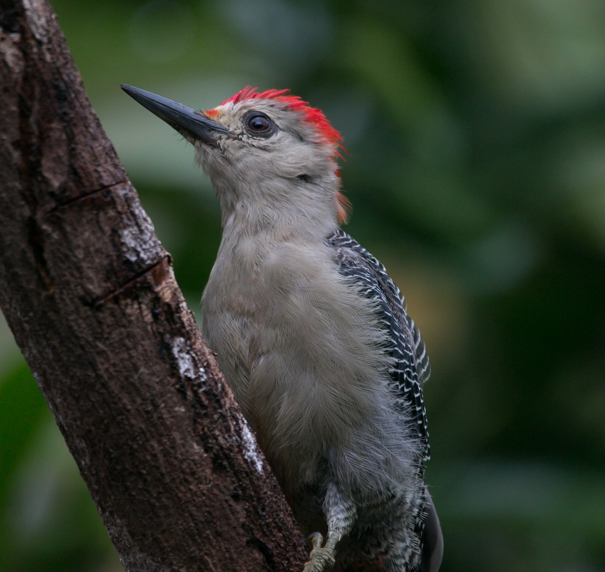 Golden-fronted Woodpecker - ML185625931