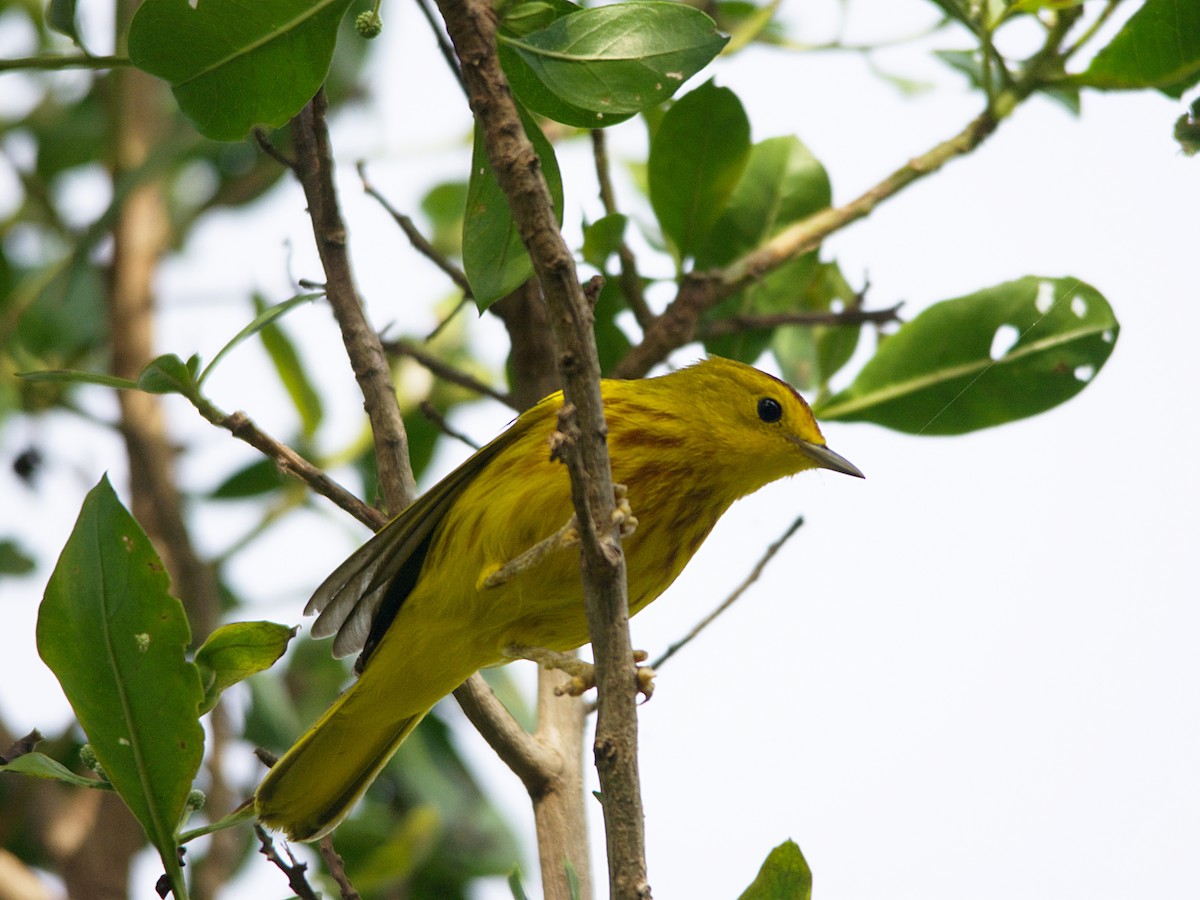Yellow Warbler (Golden) - Michael Tromp