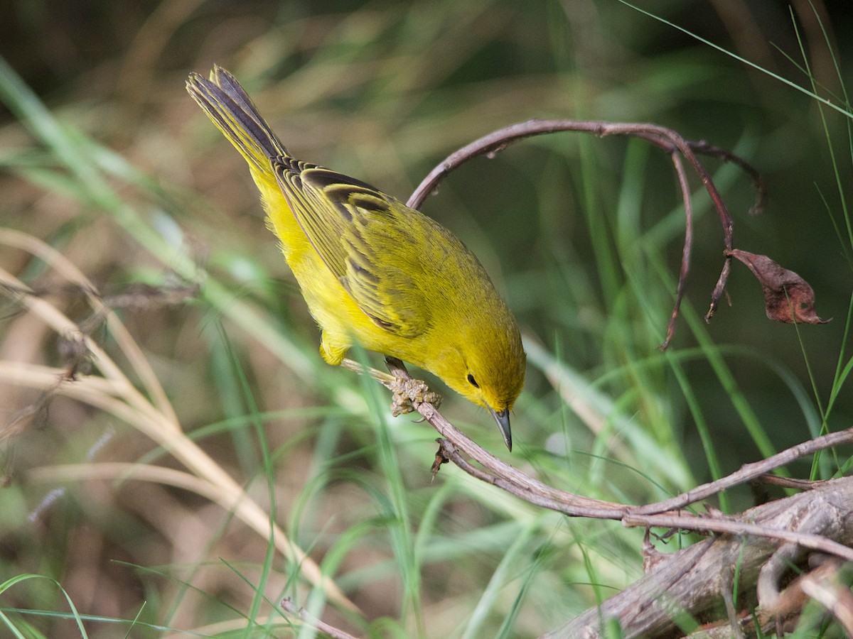 Yellow Warbler (Golden) - ML185625971