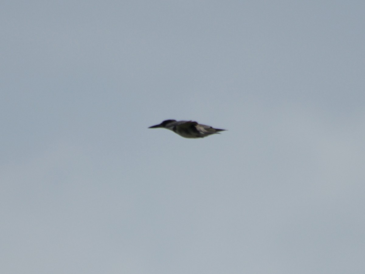 Belted Kingfisher - ML185626571