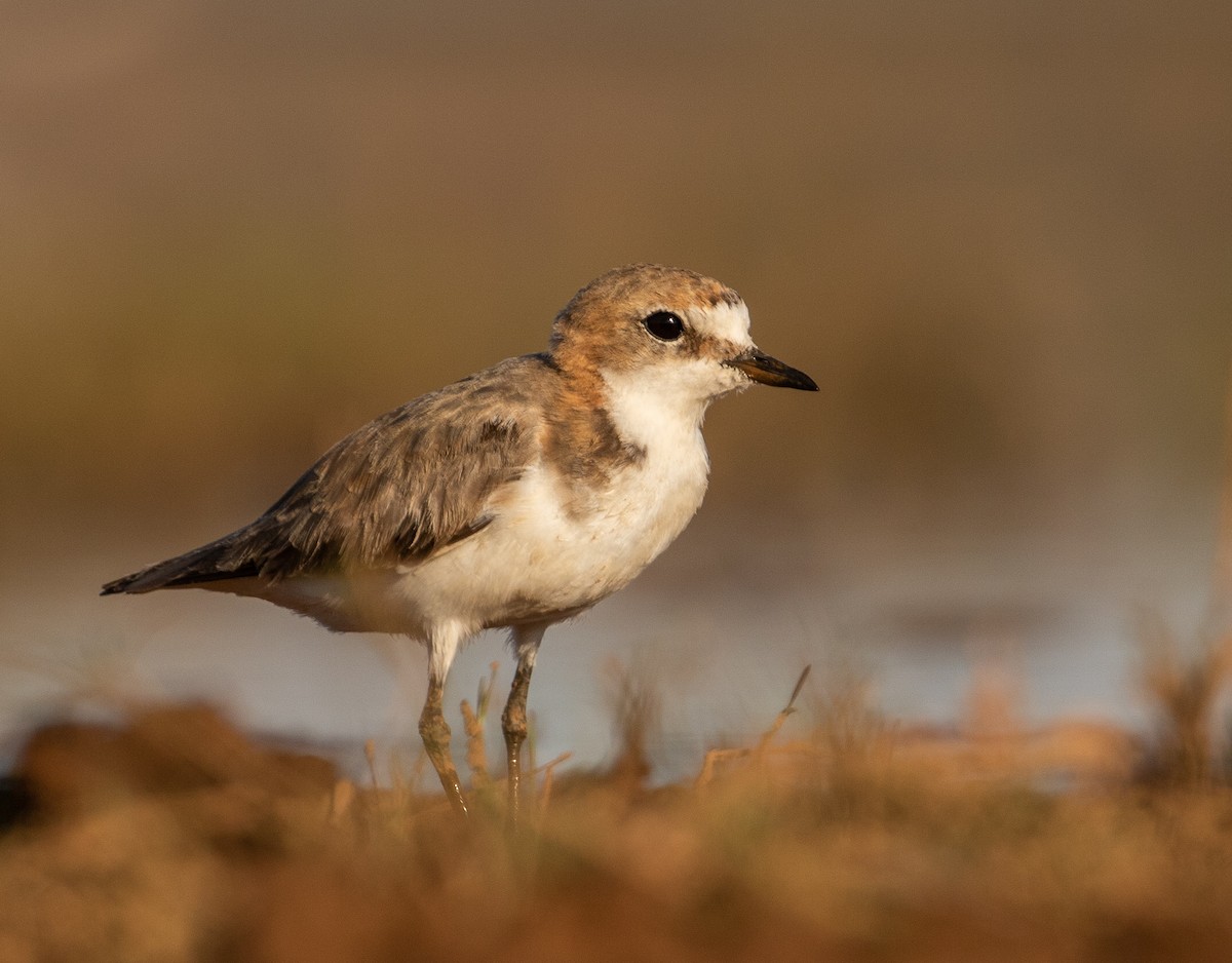 Red-capped Plover - ML185628071