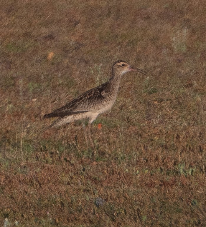Little Curlew - ML185628101