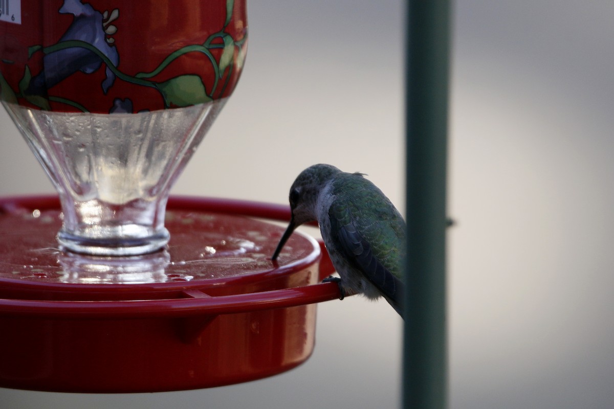 Anna's Hummingbird - ML185632591