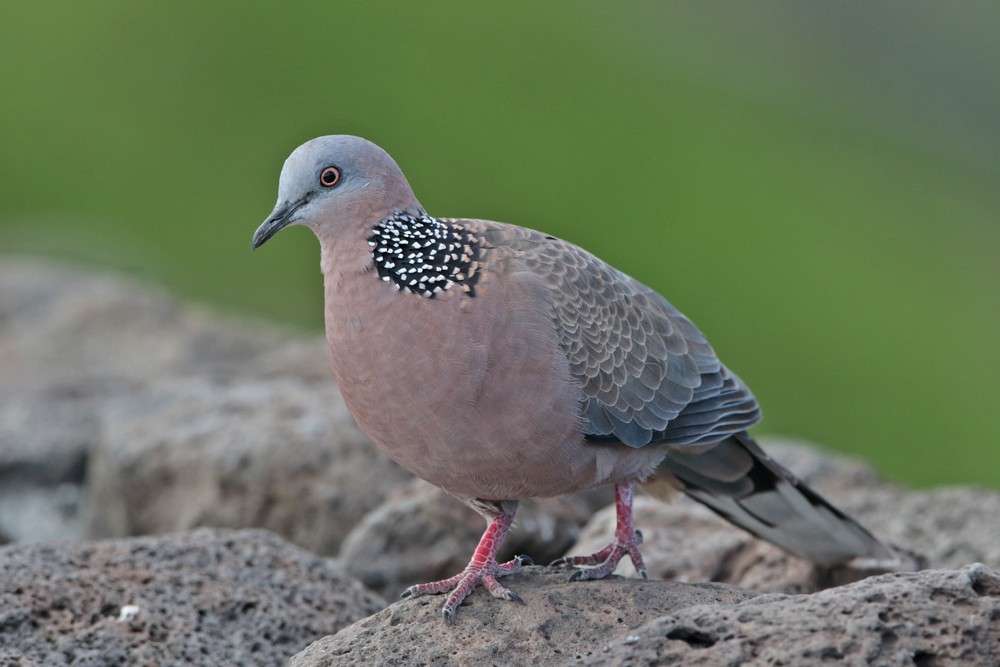 Spotted Dove - ML185632811