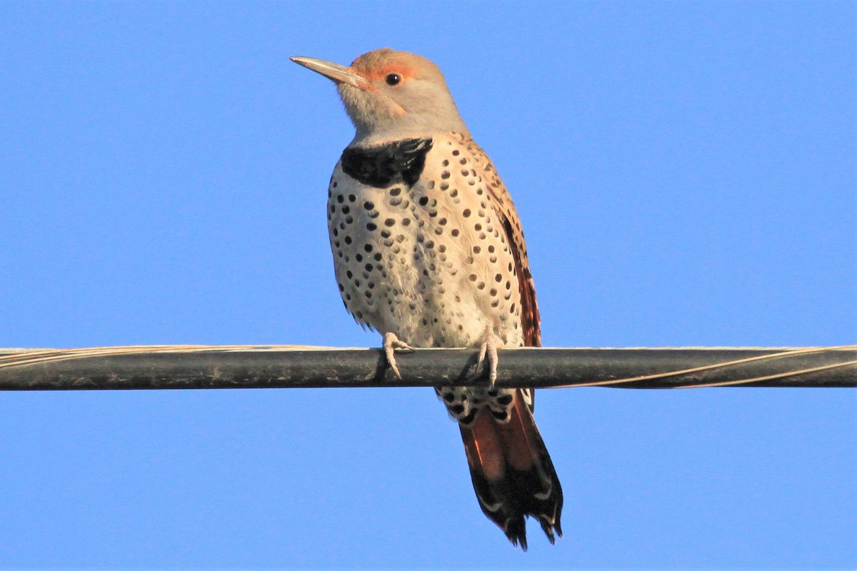 Northern Flicker (Red-shafted) - ML185644491