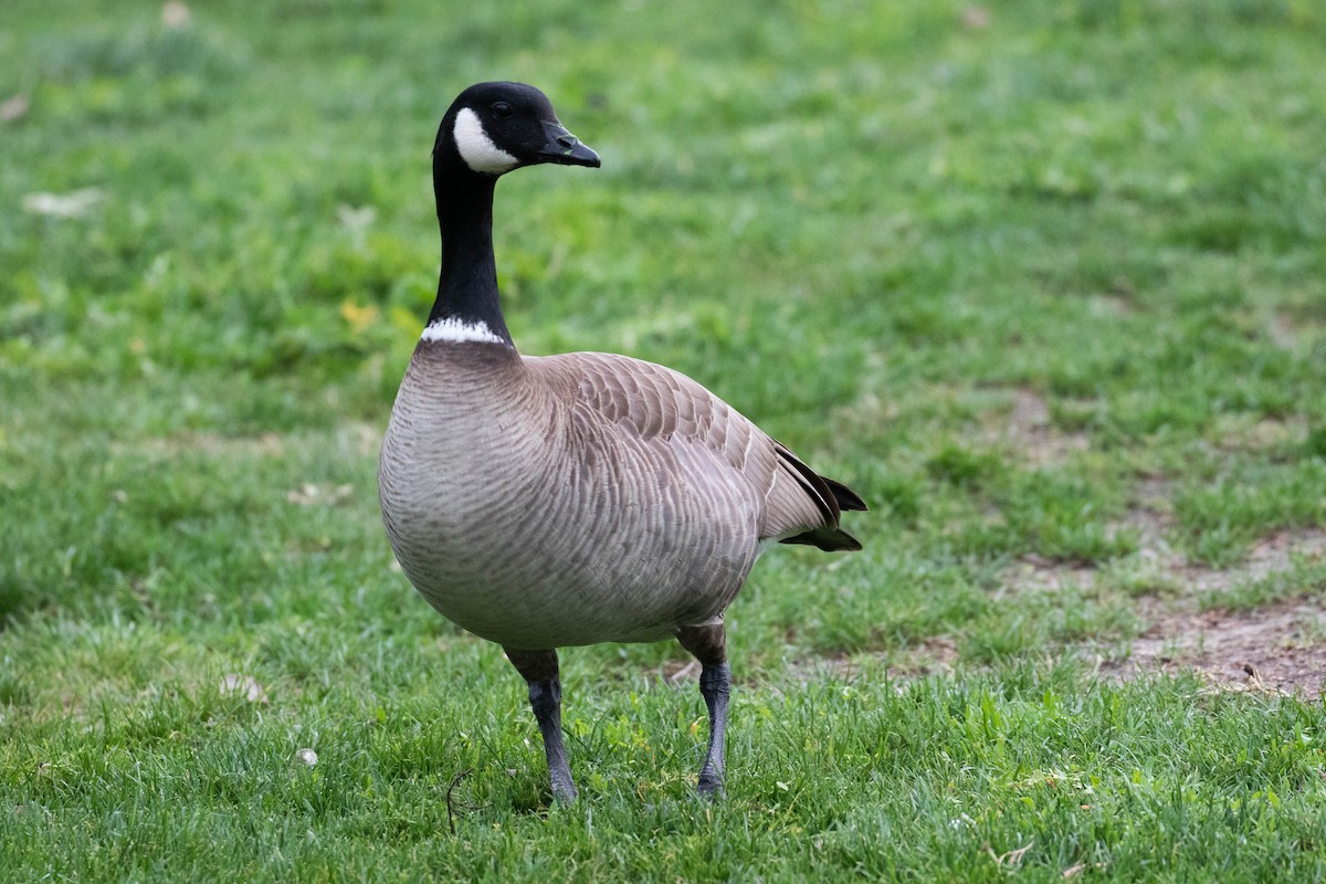Cackling Goose (Aleutian) - ML185646521