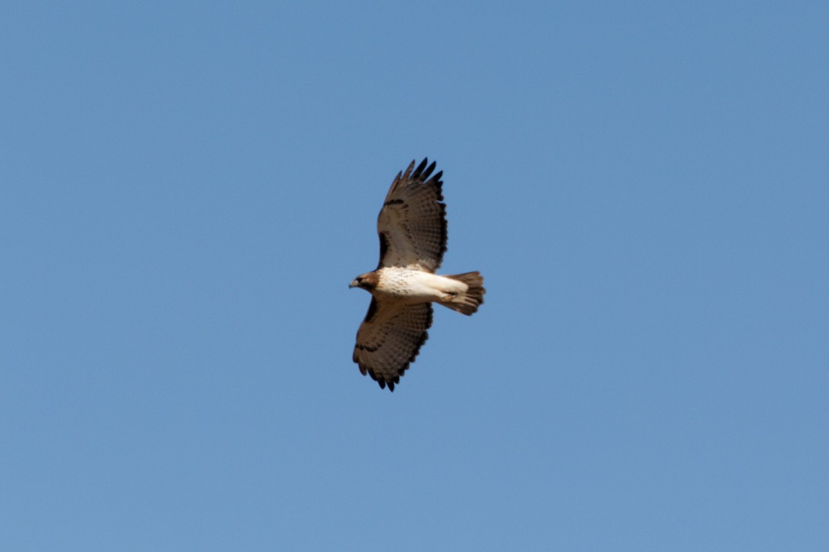 Red-tailed Hawk - ML185648801