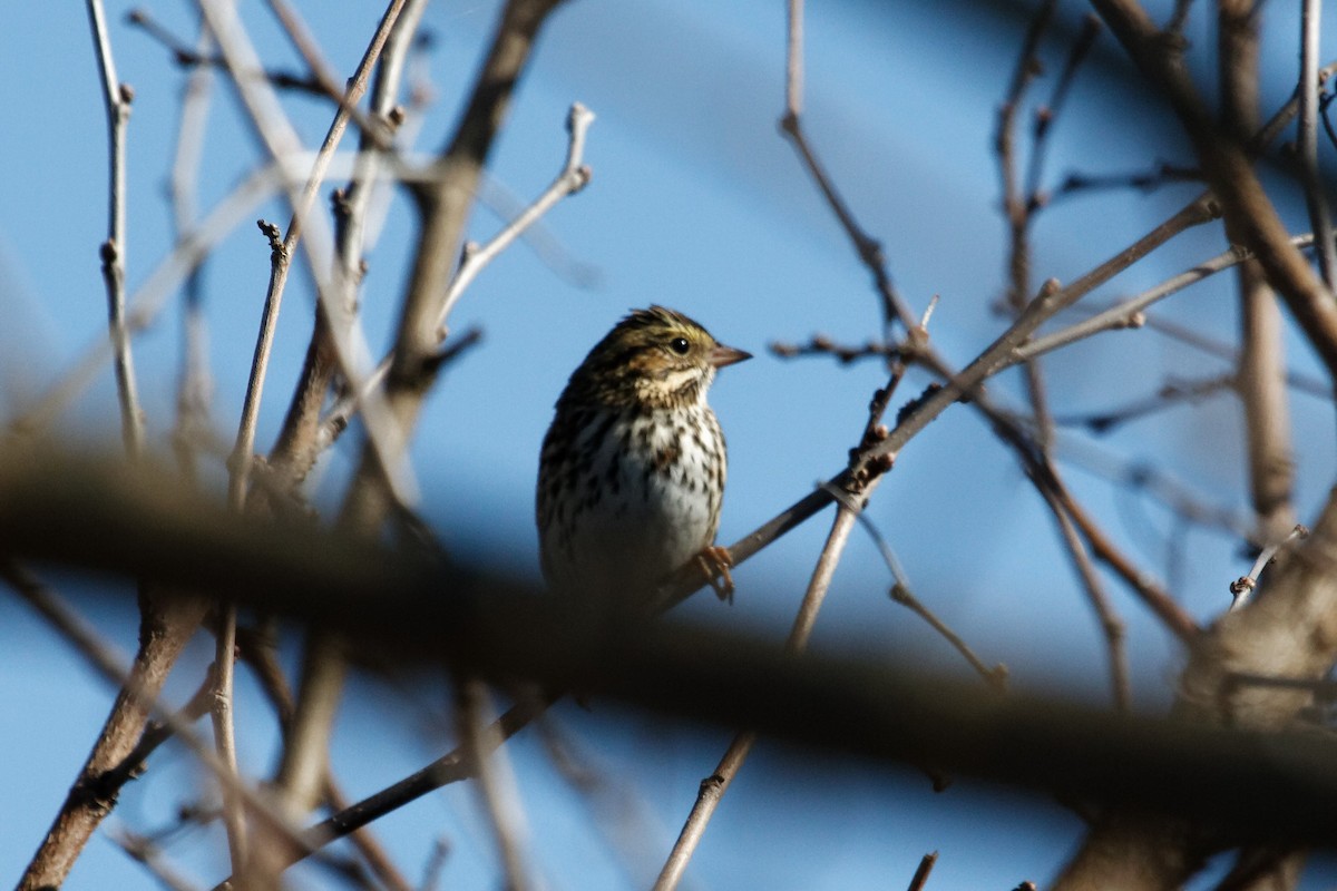 Savannah Sparrow - ML185649001
