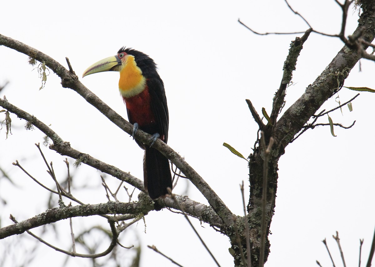 Red-breasted Toucan - ML185649091