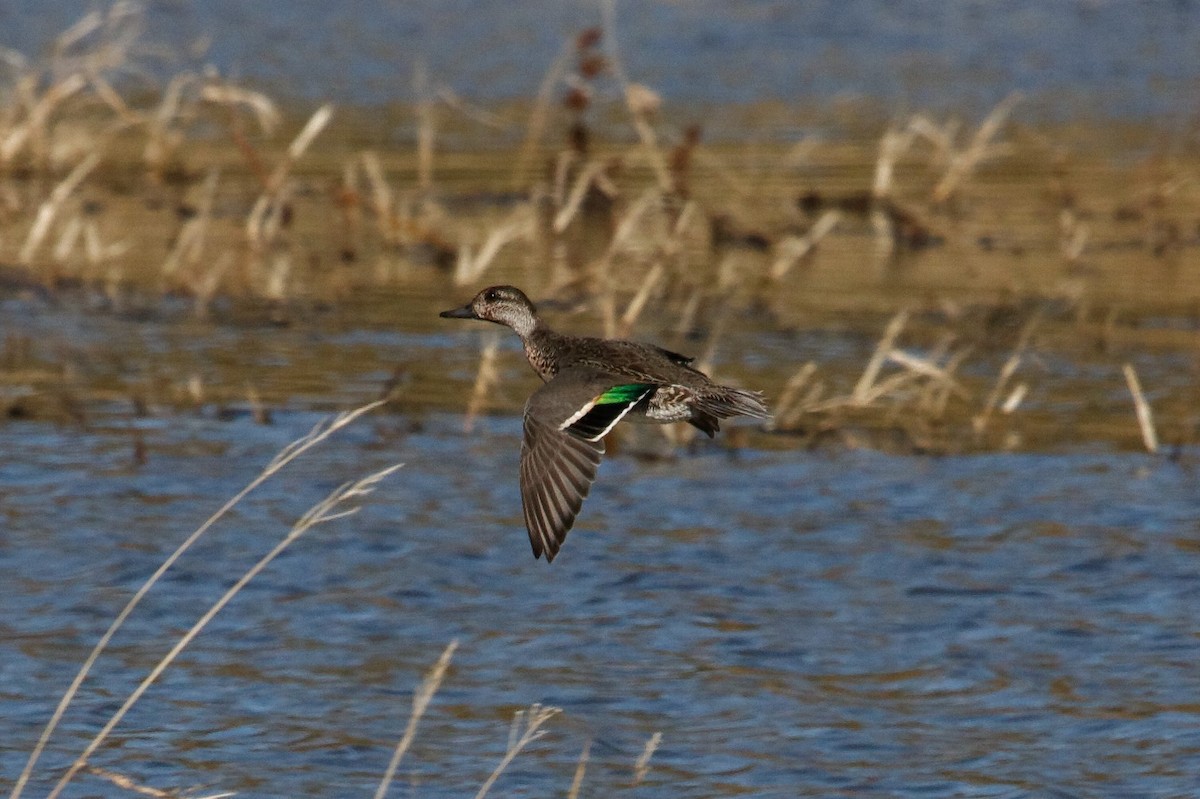 Green-winged Teal - ML185649151
