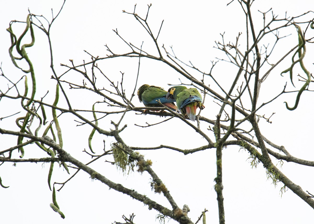 Blue-winged Macaw - ML185649831