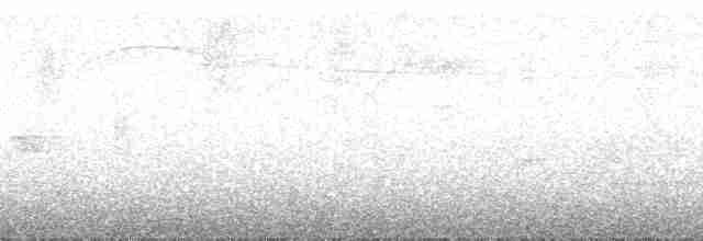 Kara Başlı Tiranulet - ML185655