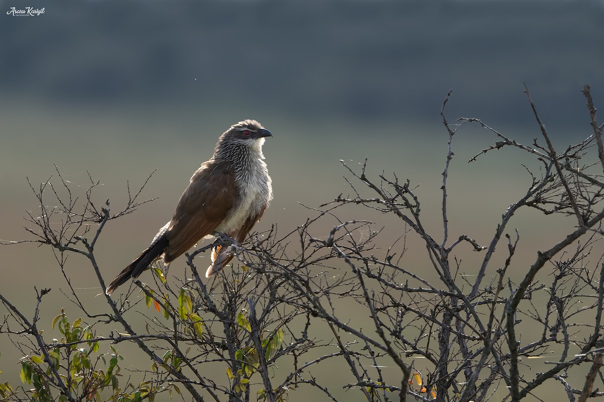 White-browed Coucal - ML185655241