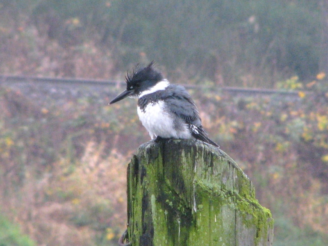 Belted Kingfisher - ML185656591