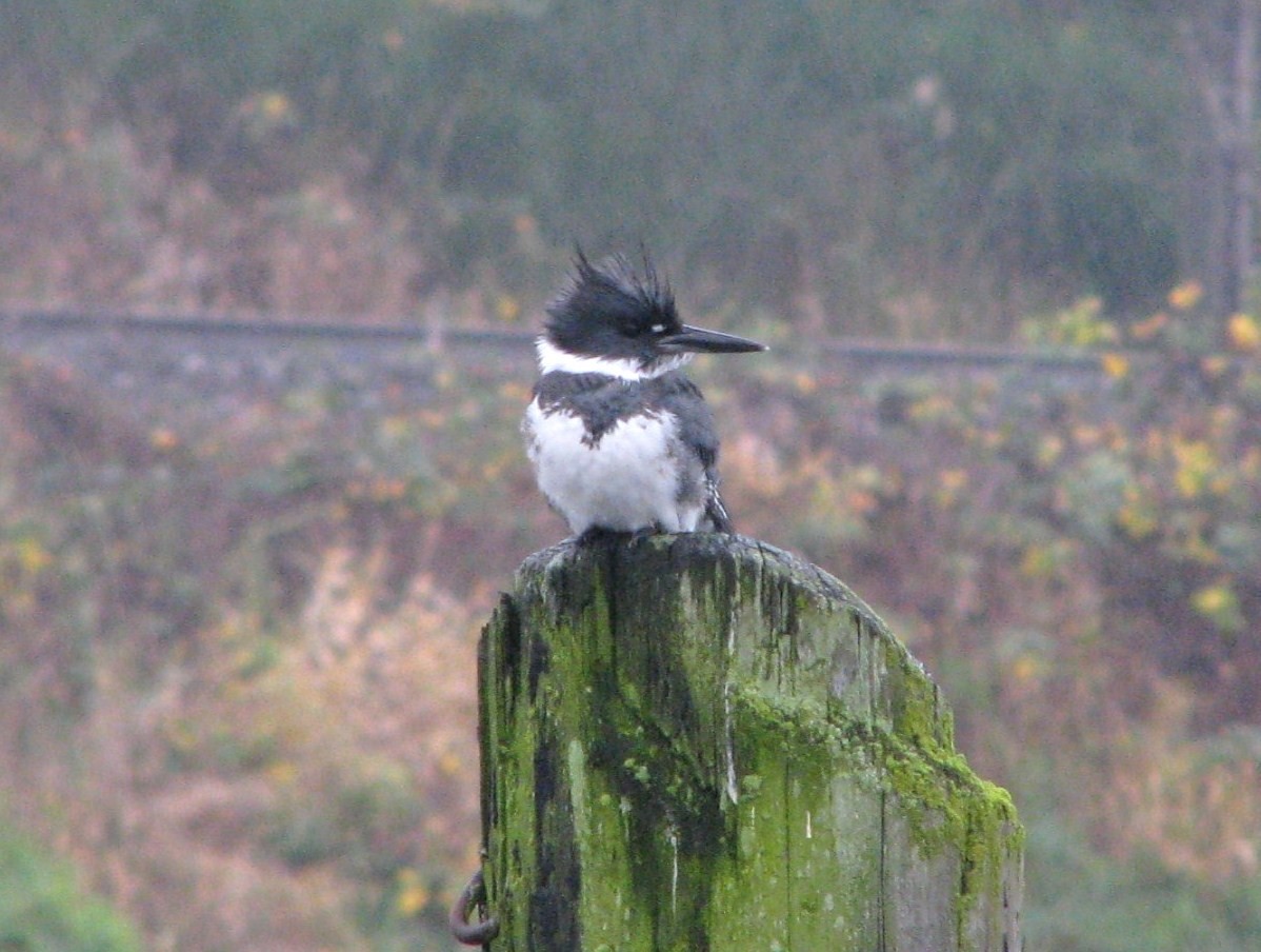 Belted Kingfisher - ML185656601