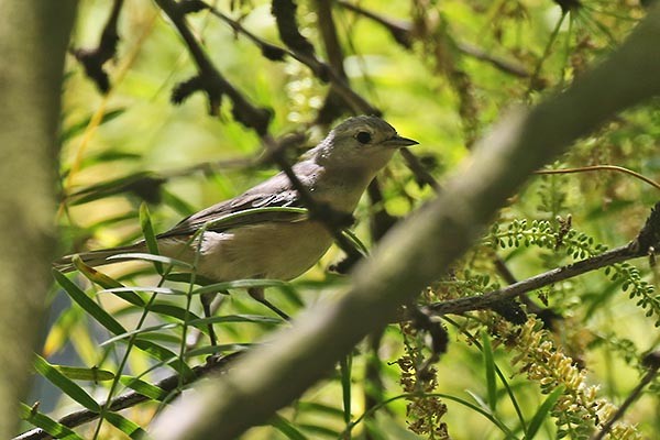 Lucy's Warbler - ML185656821