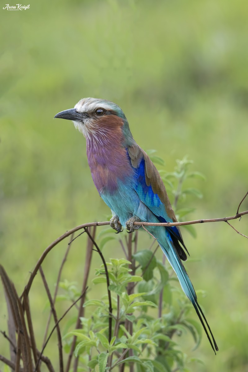 Lilac-breasted Roller - ML185658911
