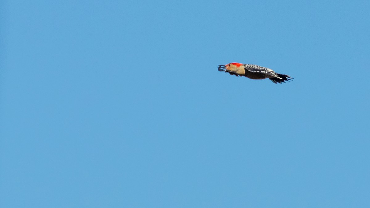 Red-bellied Woodpecker - ML185660431