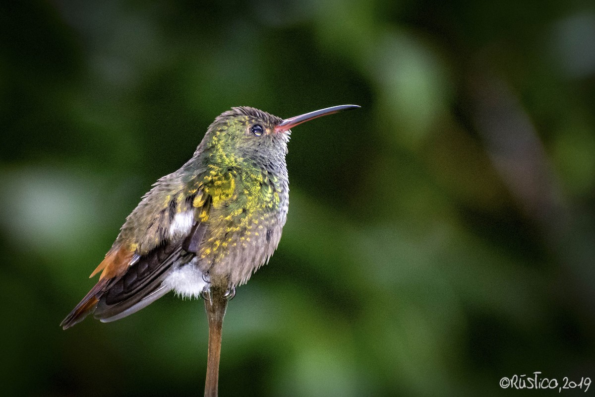 Rufous-tailed Hummingbird - ML185661361