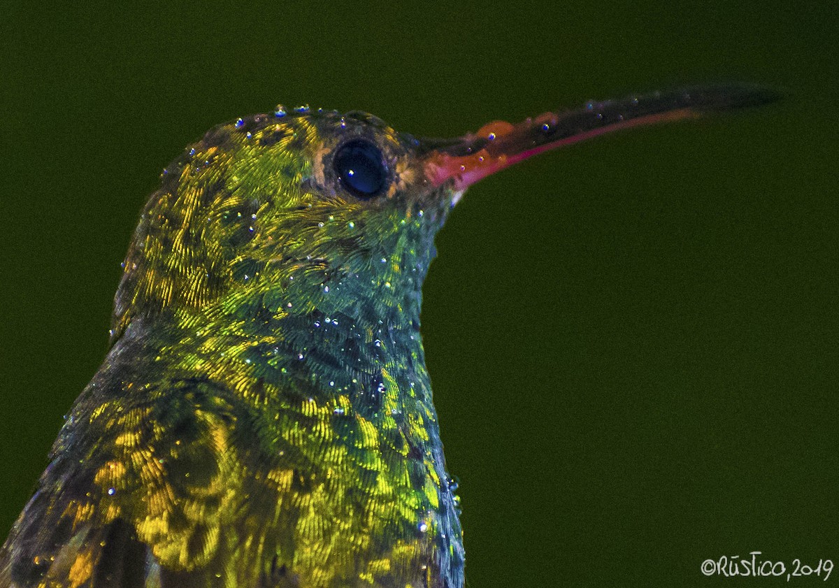 Rufous-tailed Hummingbird - Esteban Delgado García