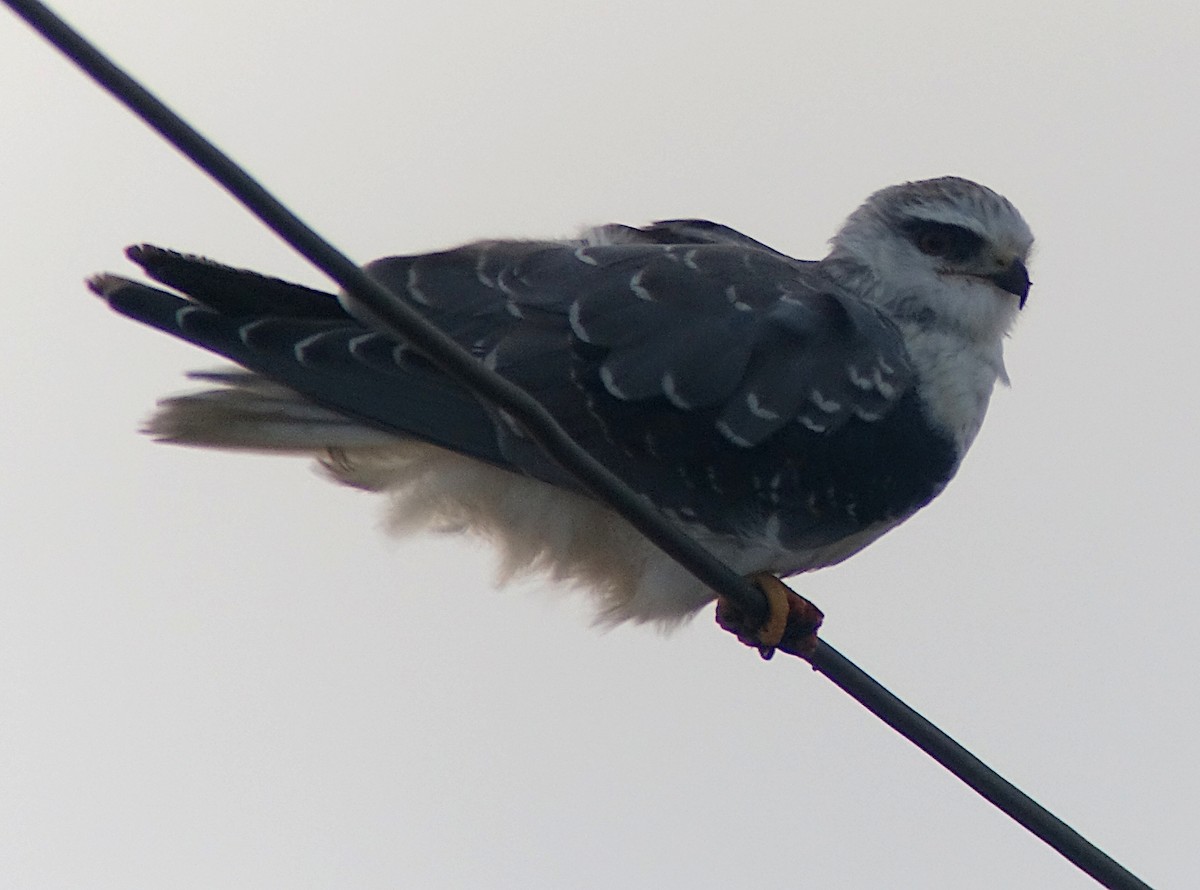 Black-winged Kite (Asian) - Nial Moores
