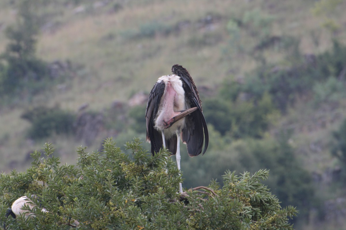 Marabou Stork - ML185669991