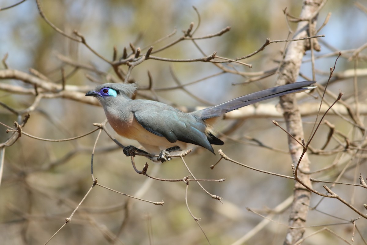 Crested Coua - ML185670961