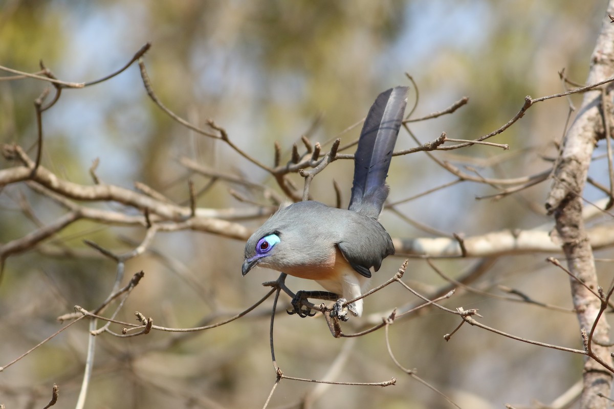 Crested Coua - ML185670971