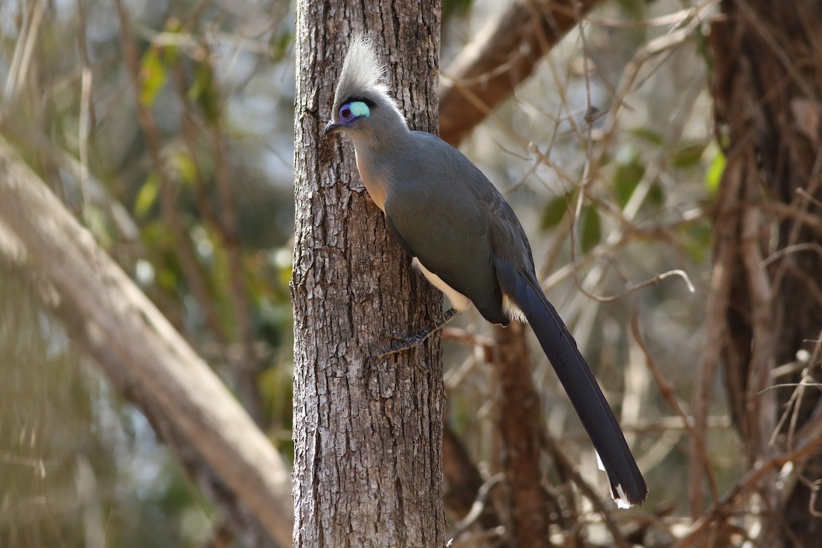 Crested Coua - ML185670991