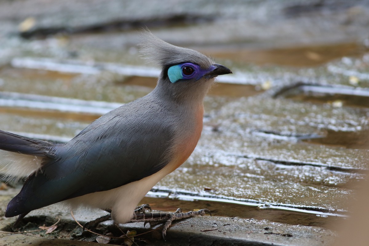 Crested Coua - ML185671001
