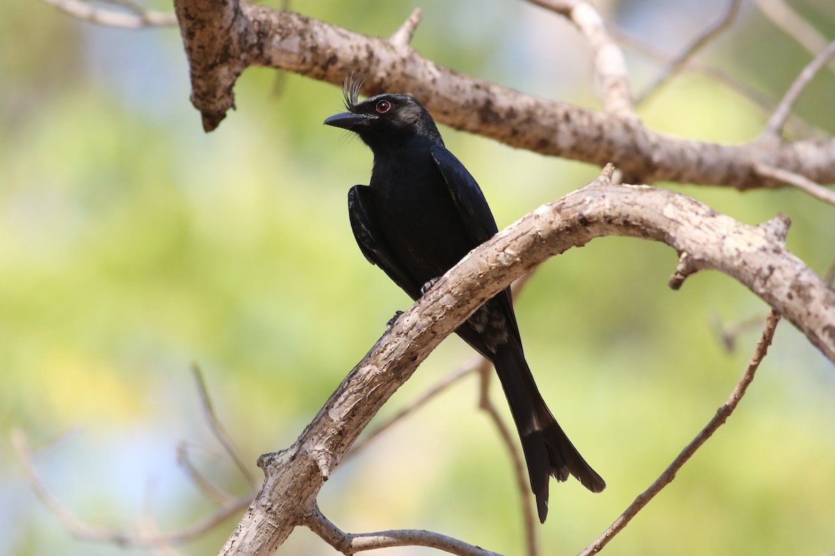 Crested Drongo - ML185671261