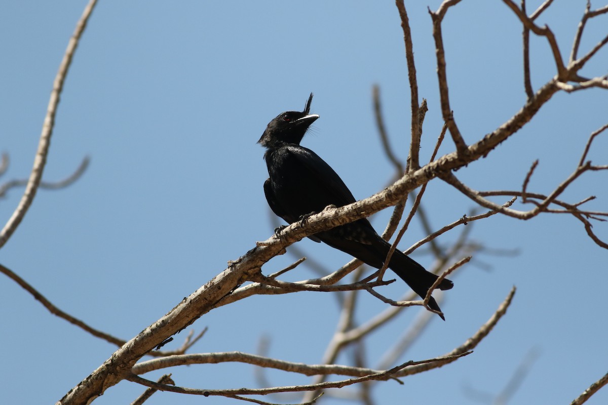 Crested Drongo - ML185671281