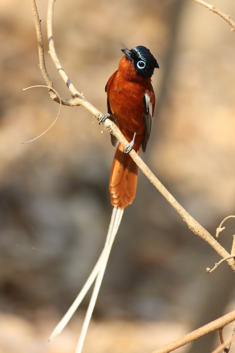 Malagasy Paradise-Flycatcher - ML185671341