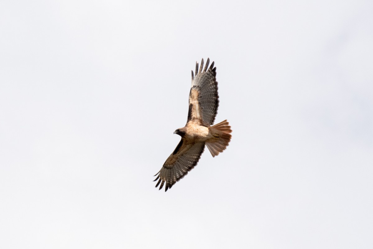 Red-tailed Hawk - ML185672261