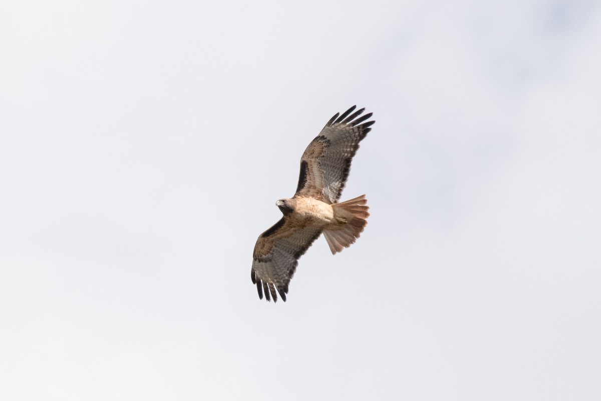 Red-tailed Hawk - ML185672271